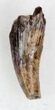 Eryops Tooth From Oklahoma - Giant Permian Amphibian #33546-1